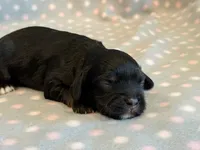 Mitzi, a female Cockapoo for sale in Hawarden, IA – 6 of 6