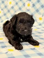 Jeb, a male Yorkipoo for sale in Hawarden, IA – 2 of 7