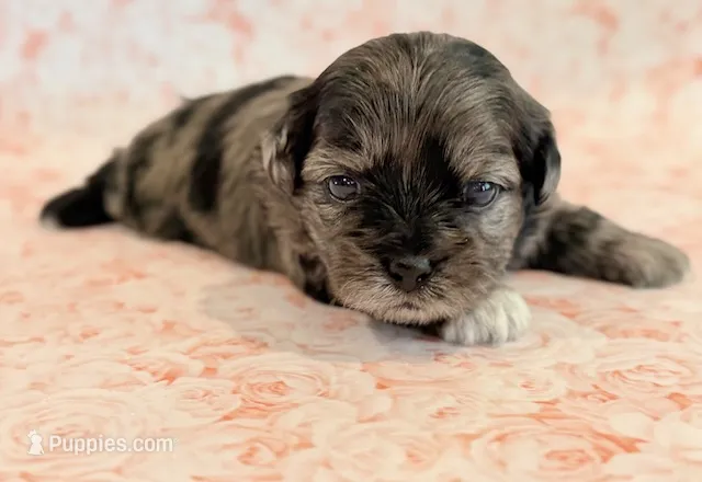 Freckles – Shihpoo puppy for sale in Hawarden, IA