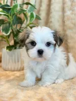 Paddington, a male Mal Shi for sale in Hawarden, IA – 10 of 10
