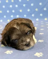 Frankie, a male Shihpoo for sale in Hawarden, IA – 3 of 8