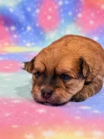 Kato, a male Morkie for sale in Hawarden, IA – 3 of 6