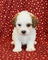 Diego, a male Shihpoo for sale in Hawarden, IA – 9 of 10