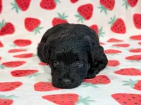 Josie, a female Yorkipoo for sale in Hawarden, IA – 4 of 7