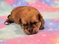 Kato, a male Morkie for sale in Hawarden, IA – 2 of 6