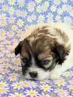 Fancy, a female Shihpoo for sale in Hawarden, IA – 7 of 7