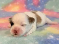 Shiloh, a male Mal Shi for sale in Hawarden, IA – 2 of 8