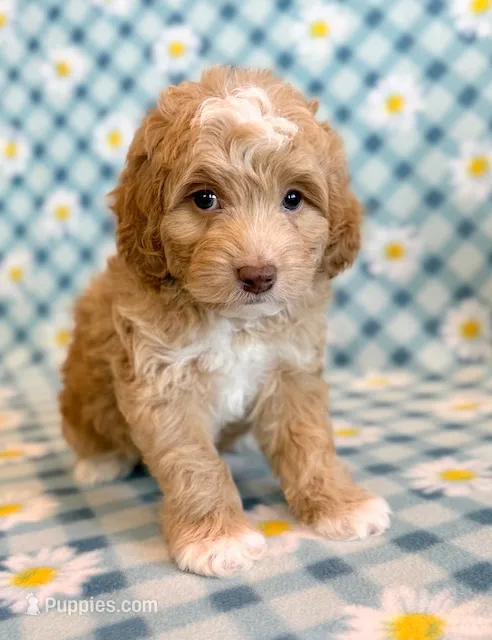 Aspen – Cockapoo puppy for sale in Hawarden, IA
