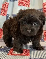 Dunkin, a male Shihpoo for sale in Hawarden, IA – 6 of 9