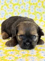 Flirt, a female Shihpoo for sale in Hawarden, IA – 4 of 9