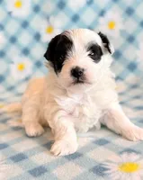 Taco, a male Maltipoo for sale in Hawarden, IA – Photo 2 of 10