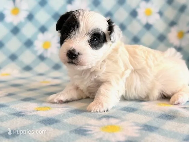 Taco – Maltipoo puppy for sale in Hawarden, IA