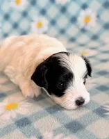 Taco, a male Maltipoo for sale in Hawarden, IA – Photo 4 of 10