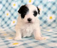 Taco, a male Maltipoo for sale in Hawarden, IA – Photo 3 of 10