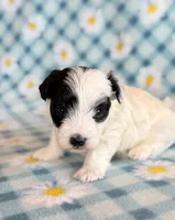 Taco, a male Maltipoo for sale in Hawarden, IA – Photo 6 of 10