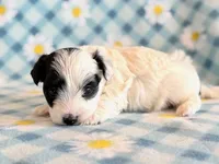 Taco, a male Maltipoo for sale in Hawarden, IA – Photo 10 of 10