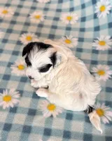 Taco, a male Maltipoo for sale in Hawarden, IA – Photo 8 of 10