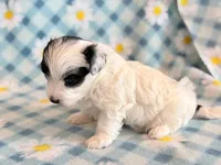 Taco, a male Maltipoo for sale in Hawarden, IA – Photo 9 of 10