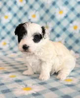 Taco, a male Maltipoo for sale in Hawarden, IA – Photo 7 of 10