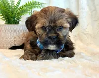 Oakley, a male Shorkie for sale in Hawarden, IA – 8 of 10