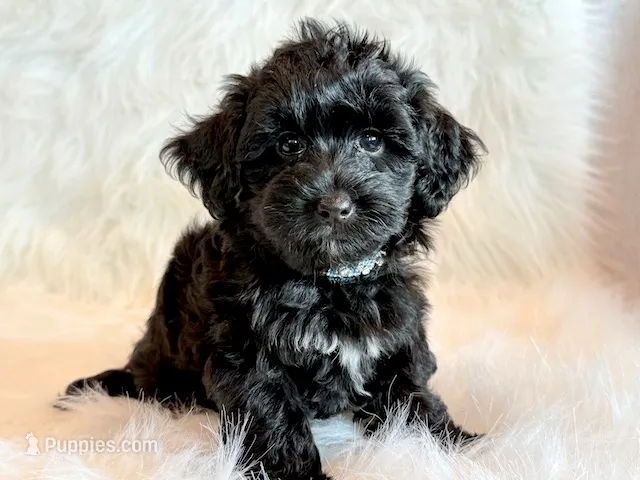 Jeb – Yorkipoo puppy for sale in Hawarden, IA