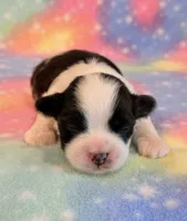 Sidney, a male Mal Shi for sale in Hawarden, IA – 6 of 9