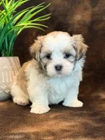 Peanut, a male Mal Shi for sale in Hawarden, IA – 6 of 10