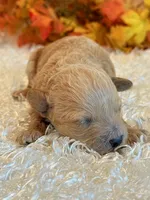 Tilly, a female Poodle - Toy  and Poodle - Miniature  for sale in Hawarden, IA – 3 of 5