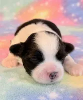 Sidney, a male Mal Shi for sale in Hawarden, IA – 2 of 9