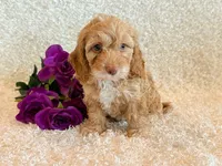 Ellie, a female Cockapoo for sale in Hawarden, IA – 8 of 10
