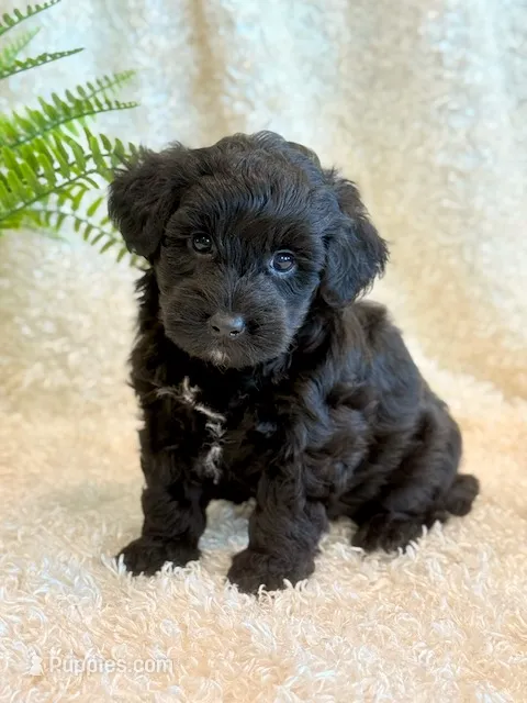 Jeb – Yorkipoo puppy for sale in Hawarden, IA