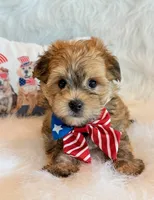 Kato, a male Morkie for sale in Hawarden, IA – 9 of 10