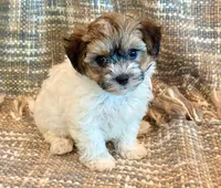 Nemo, a male Maltipoo for sale in Hawarden, IA – 6 of 10