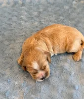Lincoln, a male Cockapoo for sale in Hawarden, IA – 3 of 5