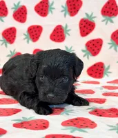Josie, a female Yorkipoo for sale in Hawarden, IA – 1 of 7