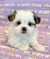 Pearl, a female Mal Shi for sale in Hawarden, IA – 2 of 10