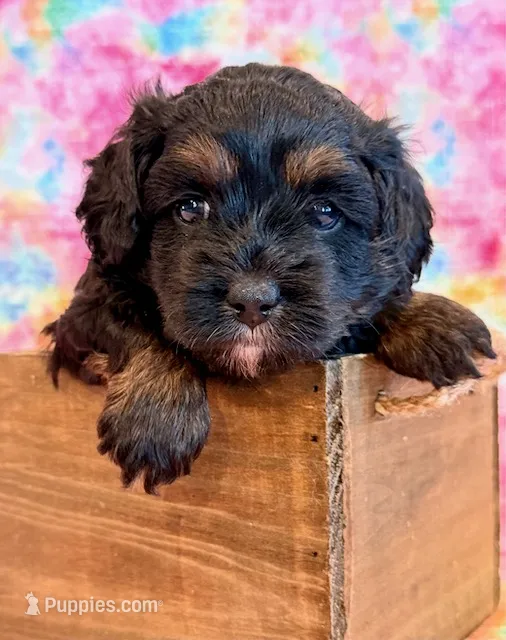 Mitzi – Cockapoo puppy for sale in Hawarden, IA