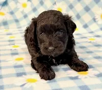 Jeb, a male Yorkipoo for sale in Hawarden, IA – 7 of 7