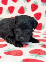 Josie, a female Yorkipoo for sale in Hawarden, IA – 2 of 7