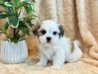 Paddington, a male Mal Shi for sale in Hawarden, IA – 4 of 10