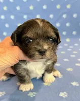 Frankie, a male Shihpoo for sale in Hawarden, IA – 7 of 8