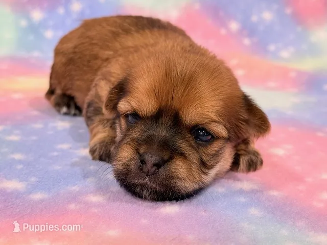 Katana – Morkie puppy for sale in Hawarden, IA