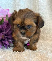 Nuka, a female Shorkie for sale in Hawarden, IA – 9 of 10