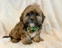 Oakley, a male Shorkie for sale in Hawarden, IA – 5 of 9