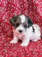 Domino, a male Shihpoo for sale in Hawarden, IA – 5 of 10