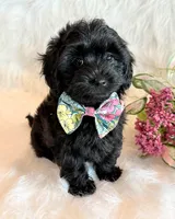 Josie, a female Yorkipoo for sale in Hawarden, IA – 8 of 10