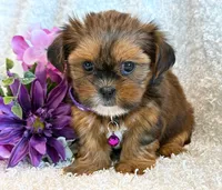 Nuka, a female Shorkie for sale in Hawarden, IA – 4 of 10
