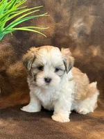Peanut, a male Mal Shi for sale in Hawarden, IA – 10 of 10