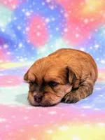 Kato, a male Morkie for sale in Hawarden, IA – 6 of 6