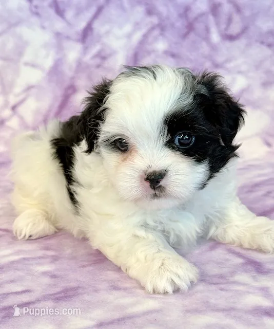 Hazel – Mal Shi puppy for sale in Hawarden, IA